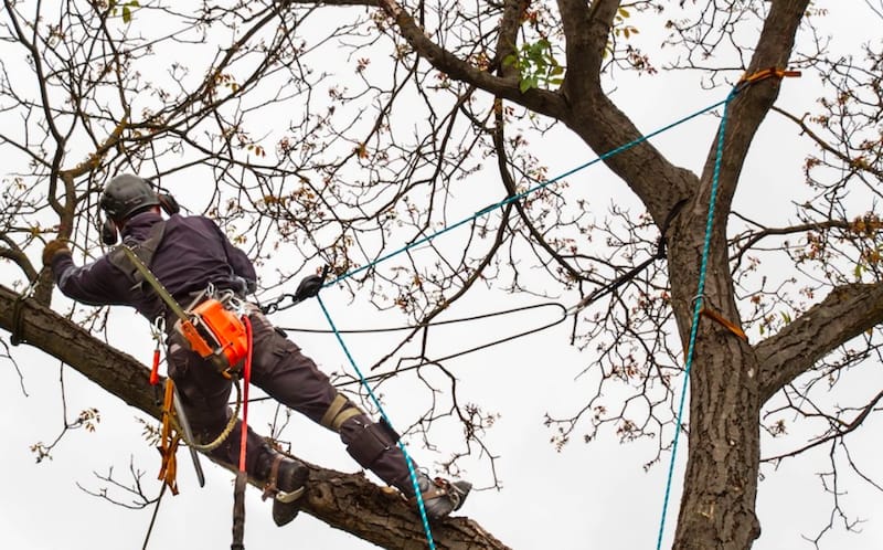 arborist using static ropes while cutting branches