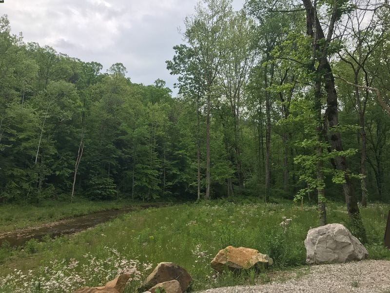 Forest view 
