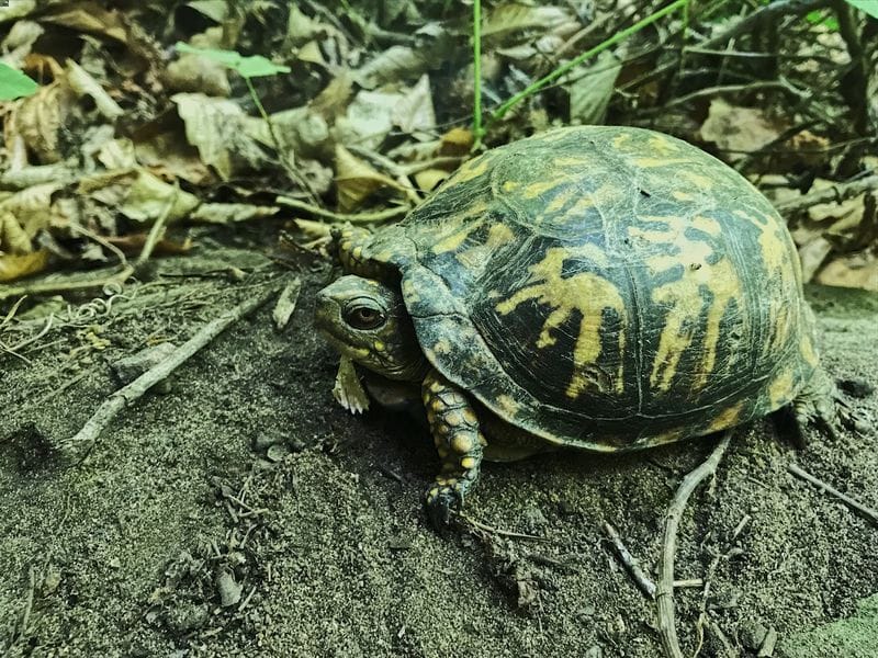 Turtle