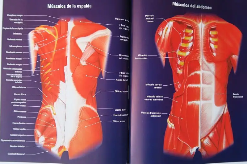 Illustration human body