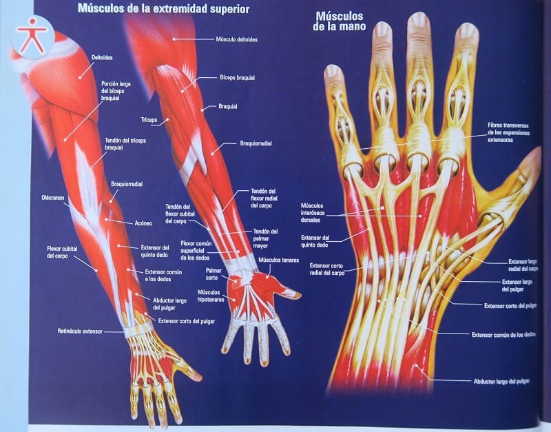 illustration of hands