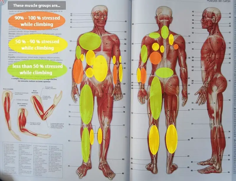 Primary Muscles Used In Rock Climbing