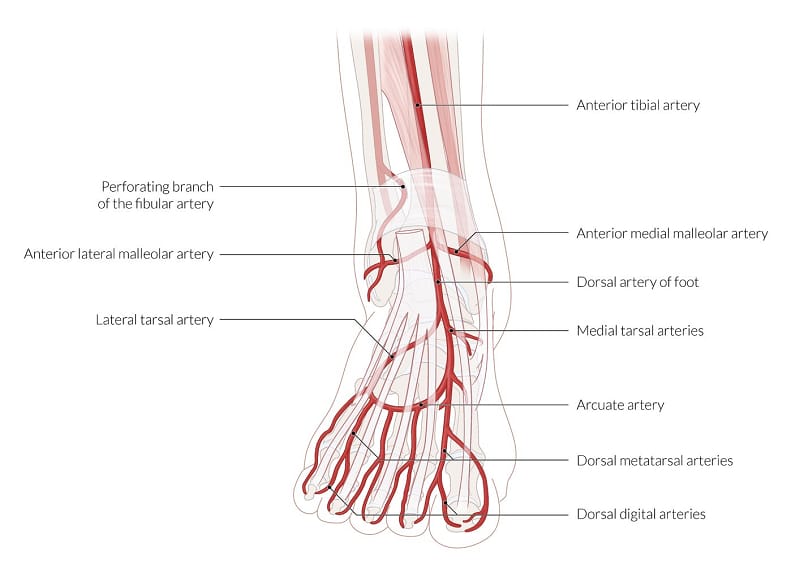 illustration of a foot